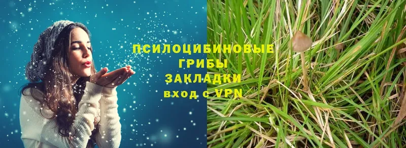 shop как зайти  Курильск  Галлюциногенные грибы Psilocybine cubensis 